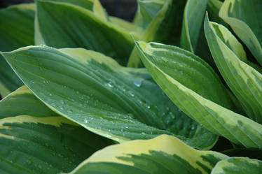 Wet Leaves