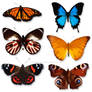 Butterfly Clipart Download Pack