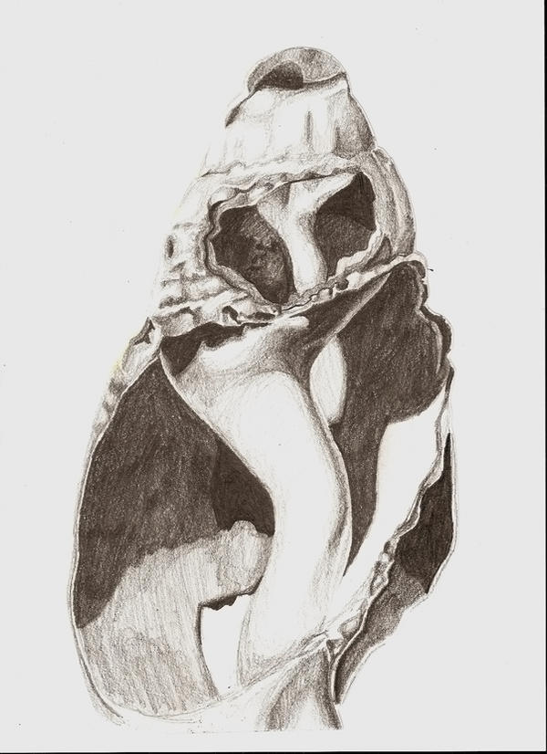 Shell Person Drawing shell by Slackerbrain2 on DeviantArt