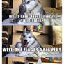 Punny Dog