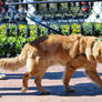 Forsyth Park Street Photography (04)