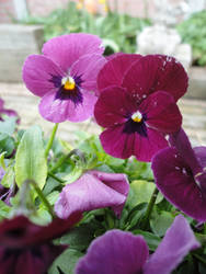 pink pansy's