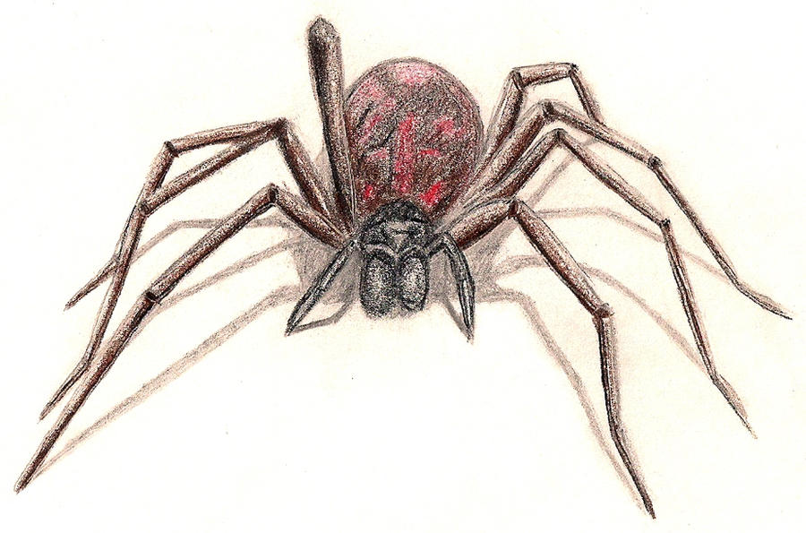 Deviantart Spider Spider by Petrichor182 on DeviantArt