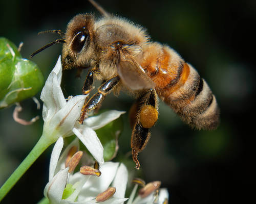 Honeybee in Flight