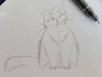 Sketch a Cat