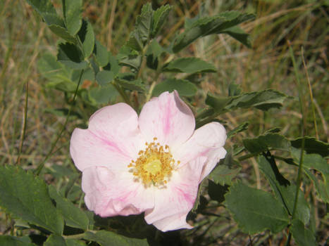 Prairie rose