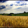 Fields of gold, Sky of wrath