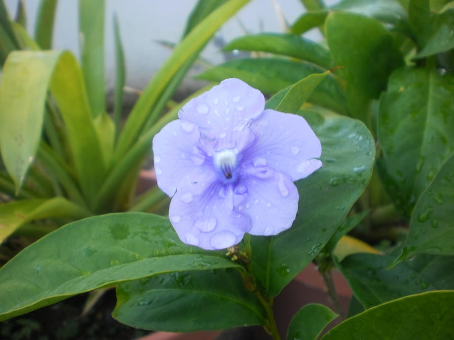 Blue Flower