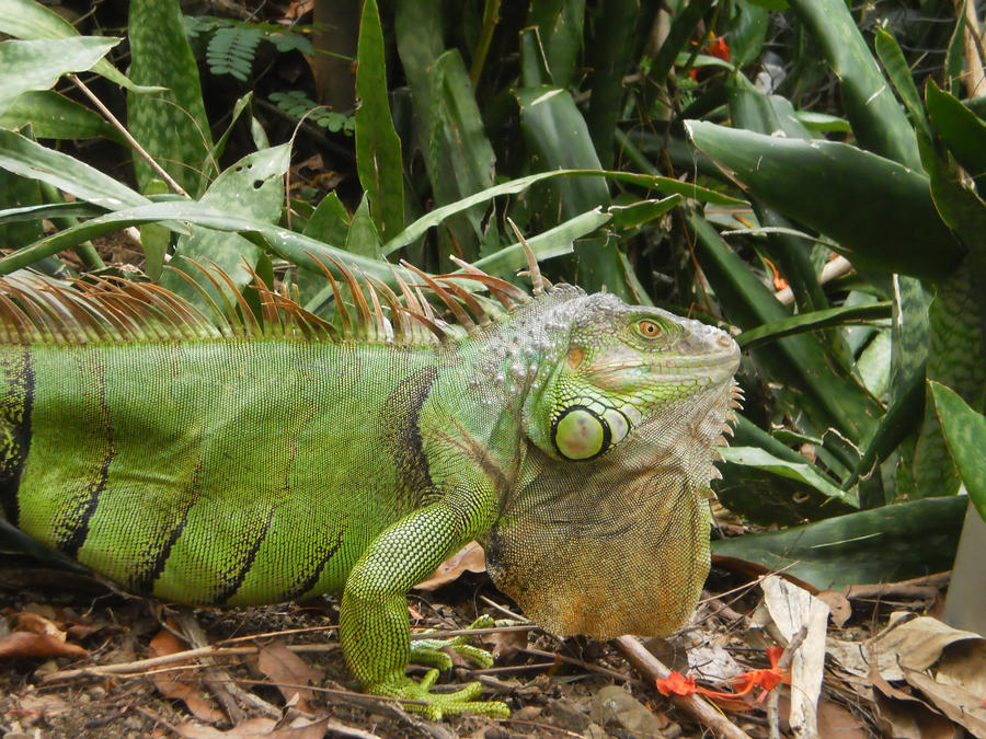 Close-up Iguana