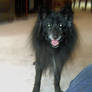 R.I.P. Shadow the dog 1