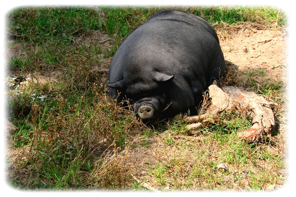 pot-bellied pig