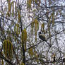 .chickadee.