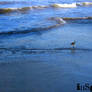 .zihuatanejo.sandpipers.