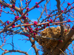 Berry Nice Nest