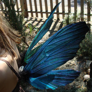 BEATLE faery wings