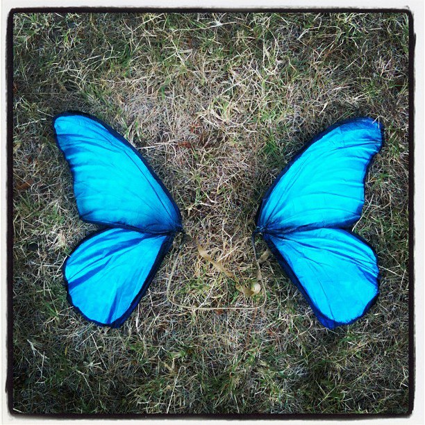 Blue Morpho costume wings