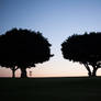 Pepperdine Tree