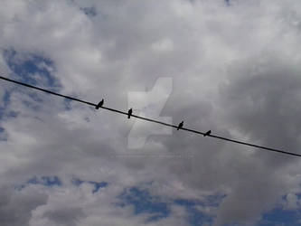 Birds on the string
