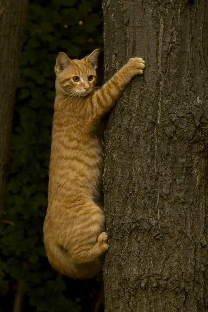 Cat Climbing Tree by DigitalHype on DeviantArt