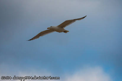 Flying seagull