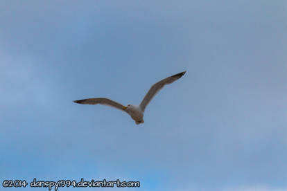 Seagull flying