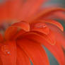 Orange Flower