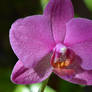 Orchidea Phalaenopsis