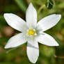 Spring6 - star of bethlehem flower