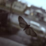 Moth in the Rain