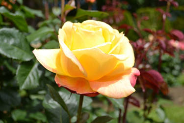 Yellow Rose