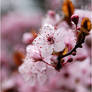 Cherry Blossom