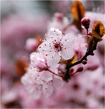 Cherry Blossom by jin-tze