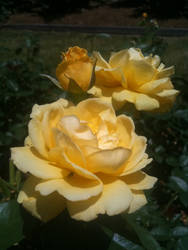 Yellow Roses