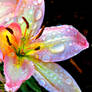 Pink Asiatic Lily