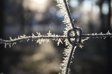 Frosty Fence