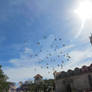 Flying in La Habana