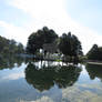 tree reflection