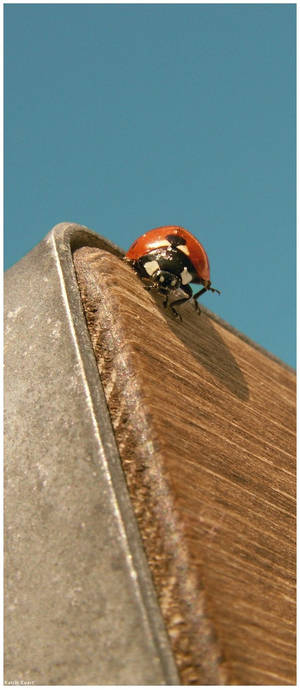 Ladybugsy
