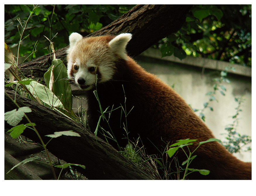 Zoo Leipzig VI