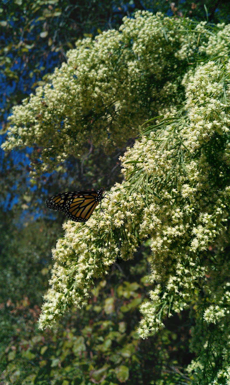 Butterfly on Woodward