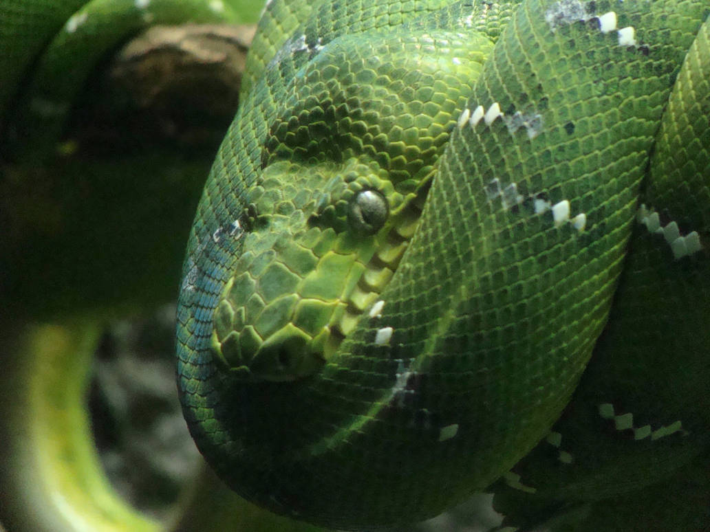 Friendly Looking Python's Pretty Pythons by SageIntruder on DeviantArt