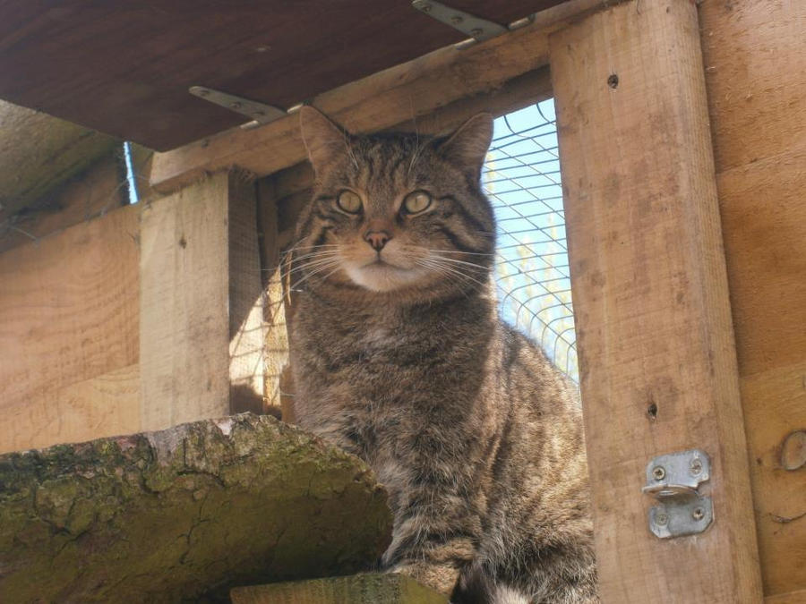 scottish wild cat