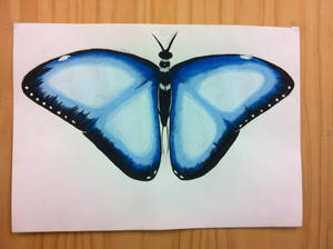 Blue Butterfly