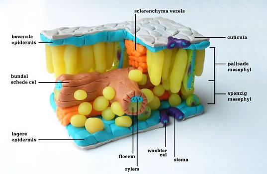 leaf cross section model