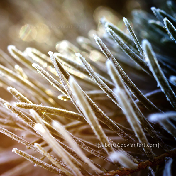 winter spikes