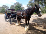 Horse and Carriage 1 by BeautifulBizarreMag