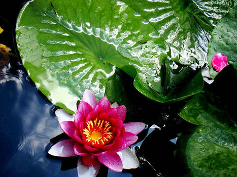 water lily