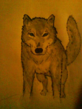 Wolf