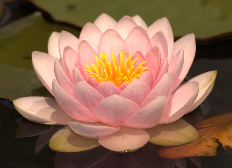 Lotus