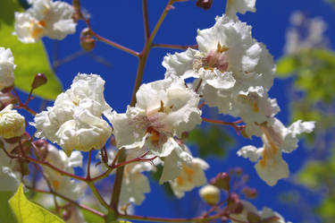 Blue skies blossom